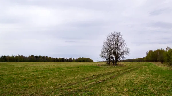 Landskap Grönt Fält Horisont Linje — Stockfoto