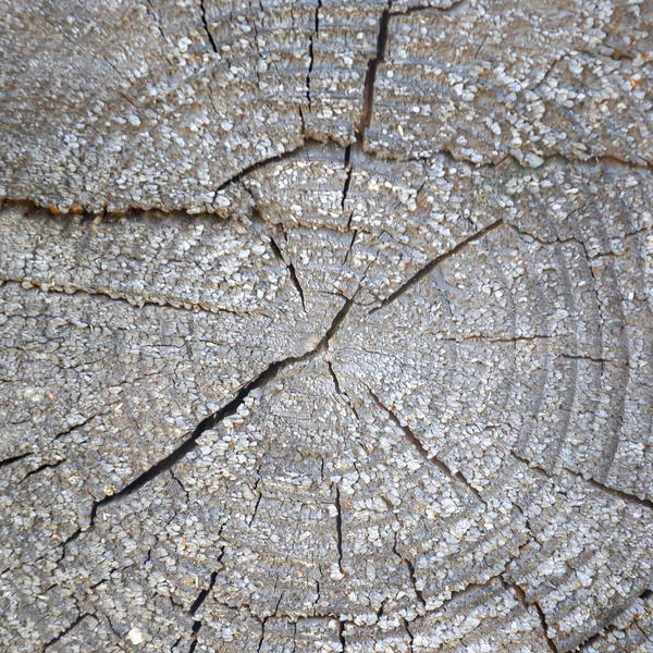 Primo Piano Struttura Taglio Legno — Foto Stock