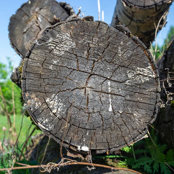 Close Wooden Cut Texture — Stock Photo, Image