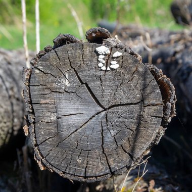 yakın çekim ahşap kesim dokusu