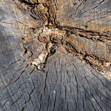 yakın çekim ahşap kesim dokusu