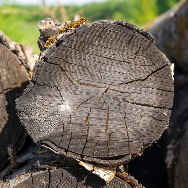 Close Wooden Cut Texture — Stock Photo, Image