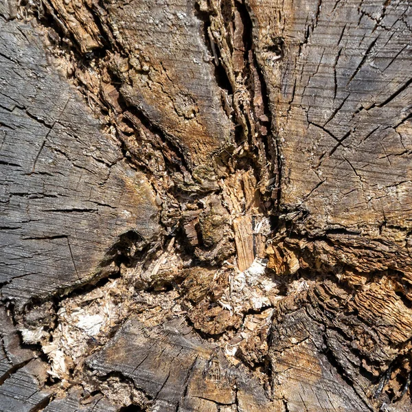 Zblízka Řezaná Dřevěná Textura — Stock fotografie