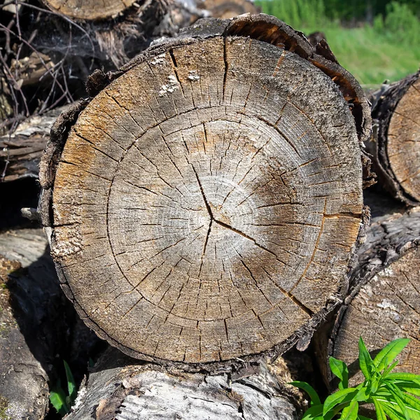 Close Wooden Cut Texture — Stock Photo, Image