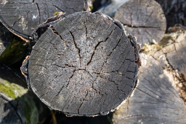 yakın çekim ahşap kesim dokusu
