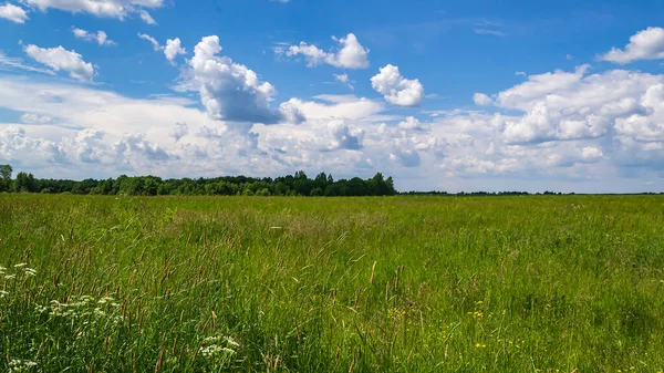 Gräs Fält Grön Sommar Landskap — Stockfoto