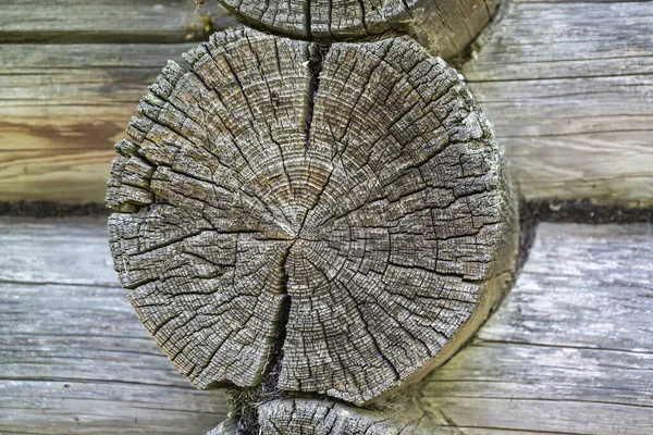 Ein Ausschnitt Aus Einem Alten Baumstamm Nahaufnahme — Stockfoto