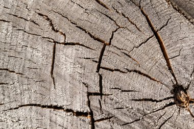 Eski bir testere ağacının dokusu