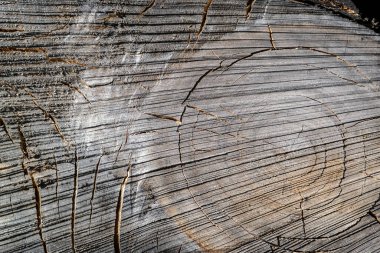 Eski bir testere ağacının dokusu