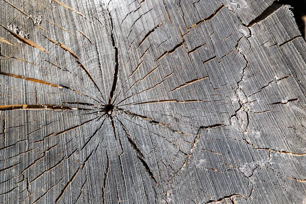 Textura Unui Copac Vechi Ferăstrău — Fotografie, imagine de stoc