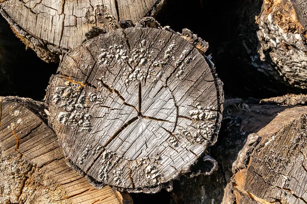 Texture Old Sawn Tree — Stock Photo, Image