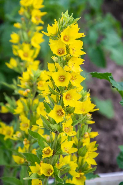 Floare Grădină Simplă Pat Flori Aproape — Fotografie, imagine de stoc