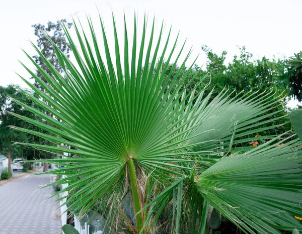 Hoja Verde Una Palmera Con Rayas Estrechas Calle Del Complejo —  Fotos de Stock