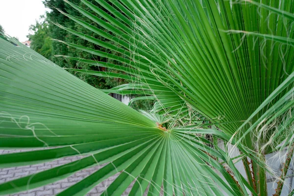 Folha Verde Uma Palmeira Com Faixas Estreitas Rua Recurso — Fotografia de Stock