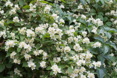 Gri güneşli Bokeh arkaplanının üzerindeki bir ağaç dalında beyaz bahar çiçeklerinin fotoğrafı.