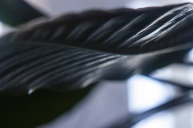 Kapalı yeşil renkli yaprak.