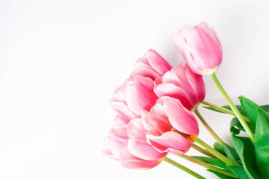 Bahar çiçeği pembe laleler beyaz arka planda izole edilmiş..