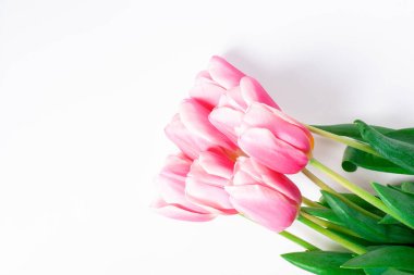 Bahar çiçeği pembe laleler beyaz renkte izole edilmiş.