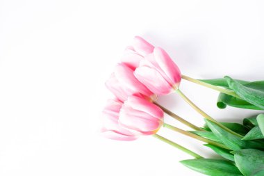Bahar çiçeği pembe laleler beyaz arka planda izole edilmiş..
