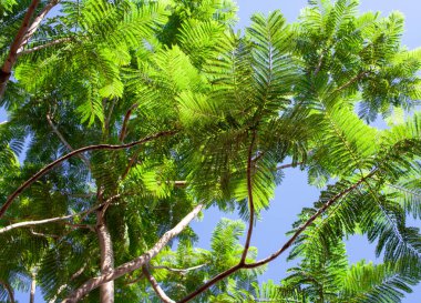 Mavi gökyüzüne karşı yeşil ağaçların yaprakları. Dalların en alt görüntüsünde yapraklar. Akasya.