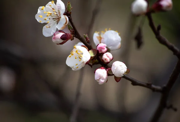 アプリコットの木の枝に春の花 青空に背の高い木が咲く 春の花 — ストック写真