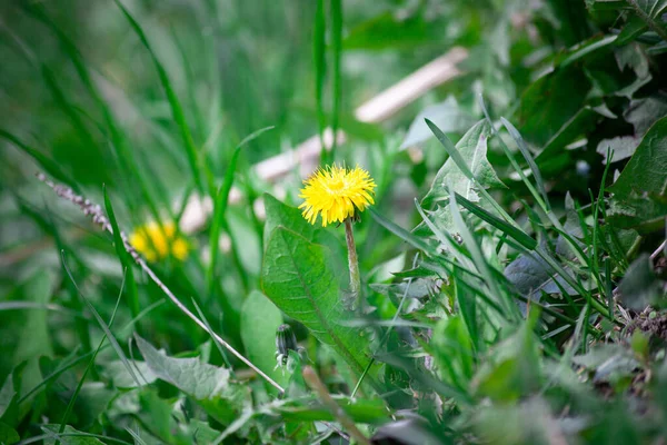 Żółty Kwiat Mniszka Lekarskiego Zielonej Trawie Wiosenna Łąka Zbliżenie Płytka — Zdjęcie stockowe
