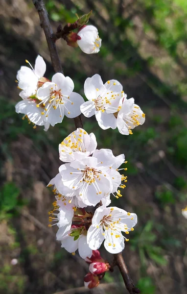 Frühlingsblumen Auf Blühenden Aprikosenzweigen Marillenbaum Voller Blüte Vor Blauem Himmel — Stockfoto