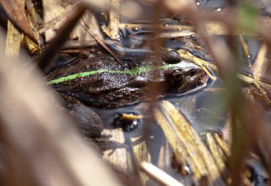 Rana temporaria 'da, göletteki bir kurbağaya yakın çekim. Sazlıktaki yeşil kurbağa. Bataklıkta kurbağa