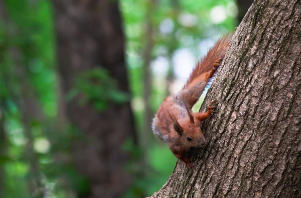 Красная белка на дереве в общественном парке. Кормление обычных белок. Ест орехи. Поиск продуктов питания в природе. — стоковое фото