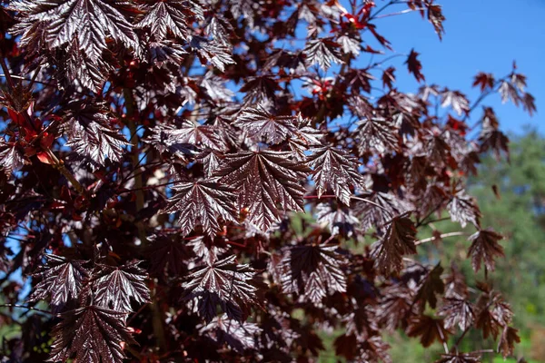 Zümrüt Kraliçesi Maple 'ın yapraklarının üzerine kapan Acer platanoides var Royal Red