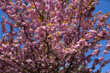 Çiçek açan pembe sakura ağacı arka planı. Ağaç dalında pembe çiçekler. Sakura çiçekleri. Japon kirazı.
