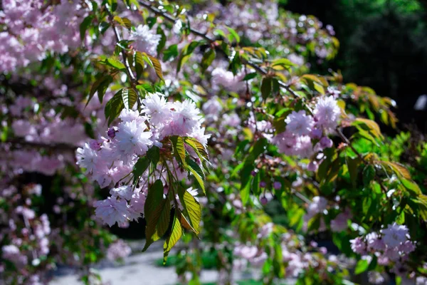 ピンクの桜の木の背景を開花 木の枝にピンクの花 日本の桜 近くに桜の花 — ストック写真