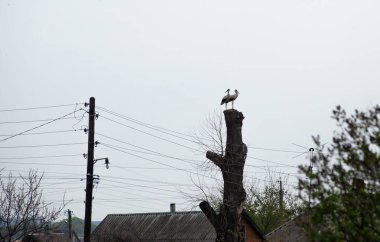 Yaşlı bir ağacın tepesinde bir çift beyaz leylek. Kırsal kesimde leylek. Kuş çifti. Vahşi kuşlar yuvalanır.