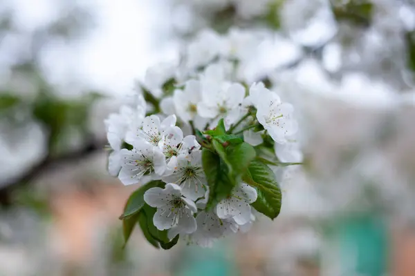 春の開花桜、白い花のクローズアップ、選択的焦点と浅いDOF. — ストック写真