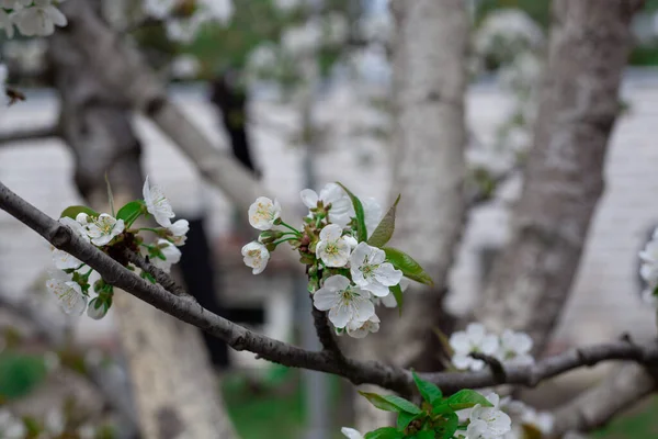 春の開花桜 白い花のクローズアップ 選択的焦点と浅いフィールドの深さ — ストック写真