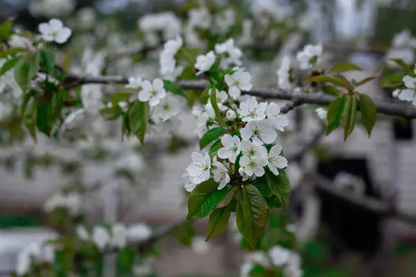 春の開花桜 白い花のクローズアップ 選択的焦点と浅いフィールドの深さ — ストック写真