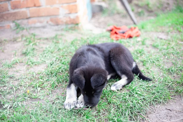 黒い犬 草の上の犬 春や夏になると 草の上に寝そべって 太陽の光の下で芝生の上で 大人の純愛かわいい犬 距離を調べて 家庭やホームレスの動物は — ストック写真