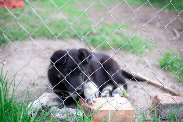 Черная Собака Собака Траве Взрослый Чистокровный Милый Пёс Весной Летом — стоковое фото