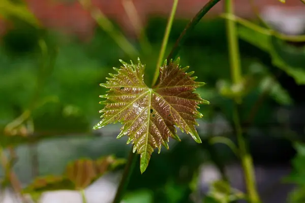 Young Grape Leaves Grain Garden Grape Leaf Close Picture Leaf — Stock Photo, Image