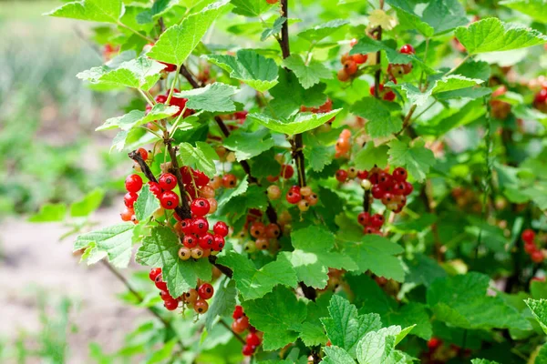 Bush Röda Vinbär Trädgård Gren Mogna Röda Vinbär Vinbär Mognar — Stockfoto