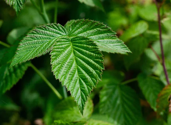 Relief Leaves Raspberry Shallow Depth Field Close Photo Green Leaf — Stock Photo, Image