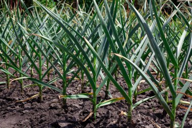 Organik yetiştirilmiş soğan. Sebze bahçesinde yeşil soğan. Sebze tarlasında. Çiftlikte sebze yetiştiriyorum.