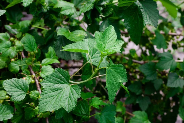 Lindrande Blad Hallon Grunt Skärpedjup Närbild Foto Gröna Löv Struktur — Stockfoto