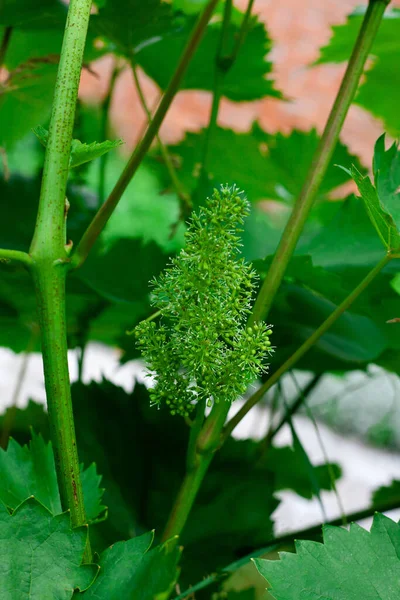 Gröna Druvor Som Växer Druvorna Omogna Druvklasar Träd Vinodling Solig — Stockfoto