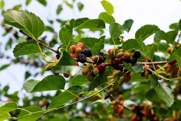 Branches Mulberry Tree Ripening Fruits Ripe Mulberry Tree Green Foliage — Stock Photo, Image