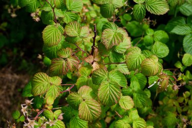 Ahududu yaprakları. Yüzeyin derinliği. Yeşil yaprak dokusunun yakın çekimi. Bahçedeki ahududu çalısı.