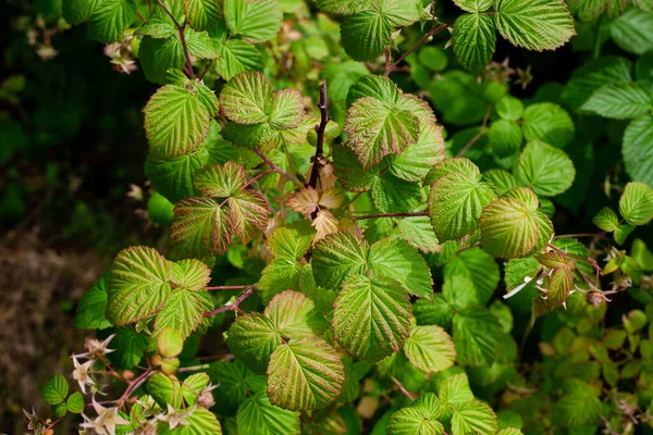 Relief Leaves Raspberry Shallow Depth Field Close Photo Green Leaf — Stock Photo, Image