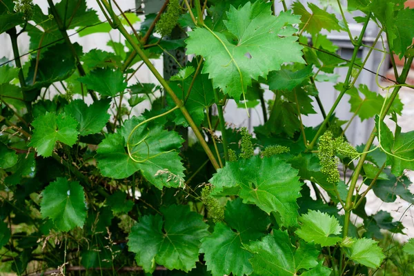 Green Grapes Growing Grape Vines Unripe Bunch Grapes Tree Vineyard — Stock Photo, Image