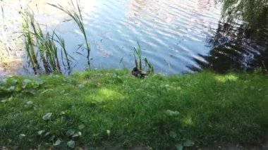 Yazın şehir göletindeki ördekler. Mallard ördeği kıyıda dinleniyor. Parkta ördek