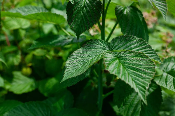 Relief Leaves Raspberry Shallow Depth Field Close Photo Green Leaf — Stock Photo, Image
